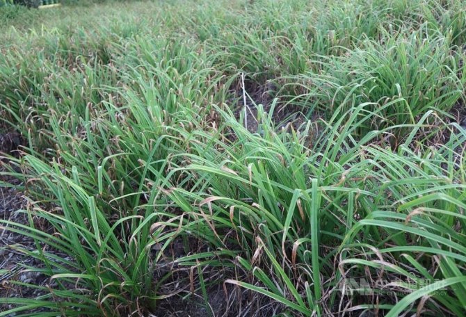 防止金針花湯變黑