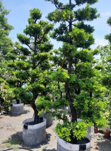 羅漢松生長階段