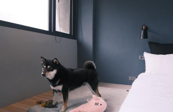 基隆寵物友善住宿