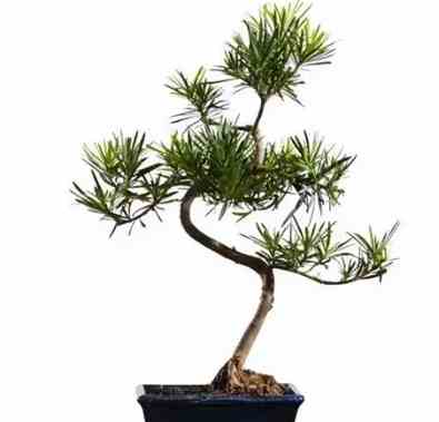 羅漢松養粗方法