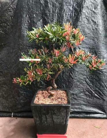 冬天羅漢松照顧 冬天羅漢松照顧