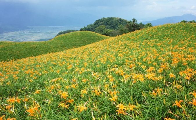 金針花乾燥方法