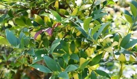 羅漢松冬季防寒 羅漢松冬季防寒