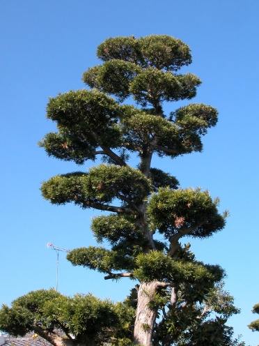 羅漢松養護技巧