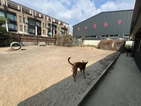 寵物旅館不關籠