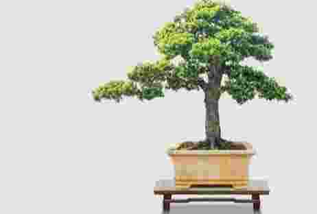 冬天羅漢松照顧 冬天羅漢松照顧