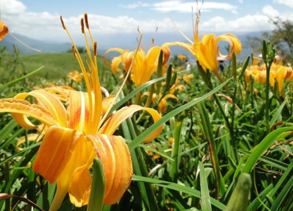 金針功效 金針功效