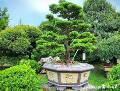 羅漢松園藝設計