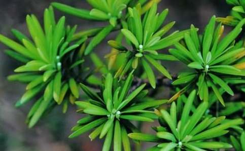 羅漢松冬天養護 羅漢松冬天養護