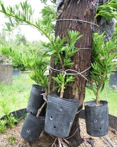 羅漢松繁殖技術