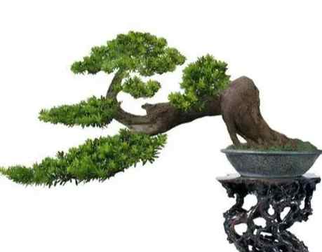 羅漢松繁殖技術