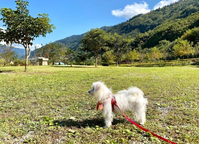 帶狗露營注意事項 帶狗露營注意事項