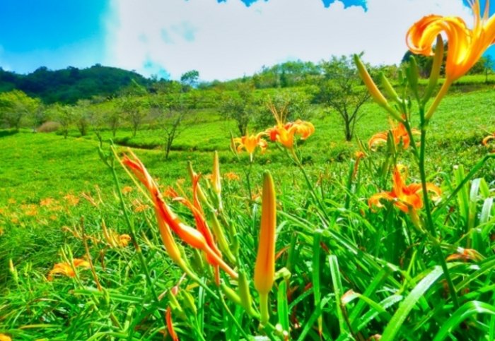 新鮮金針花清洗方法