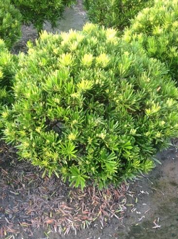 羅漢松光照管理