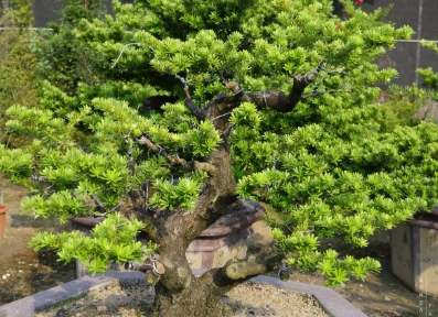 羅漢松生長階段