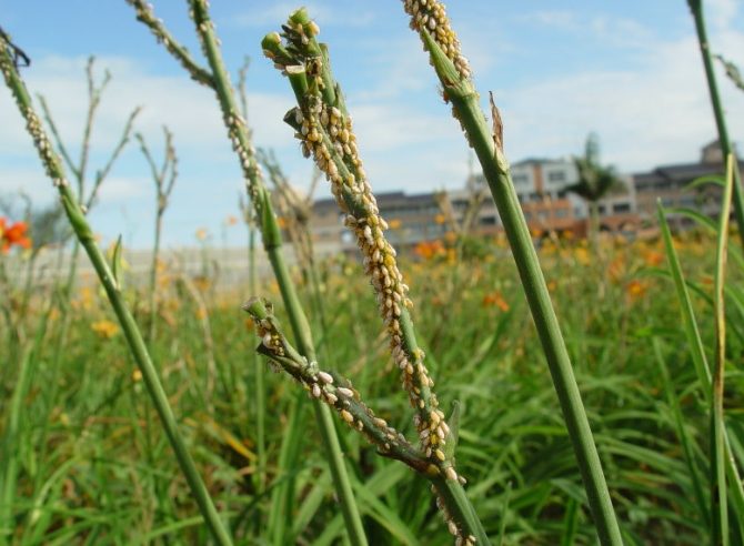 防止金針花湯變黑