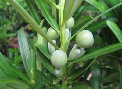 羅漢松栽培時間