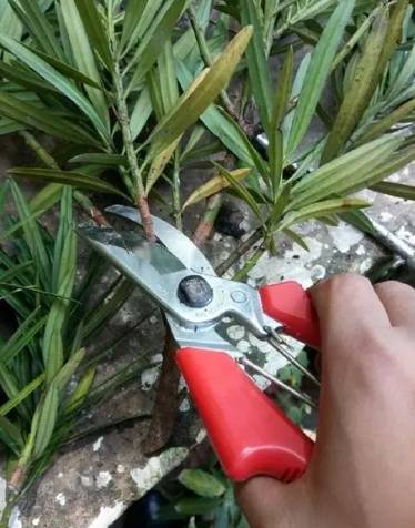 羅漢松嫁接方法