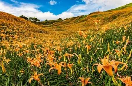 新鮮金針花清洗方法