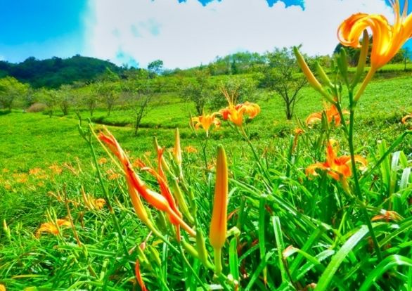 金針營養價值 金針營養價值