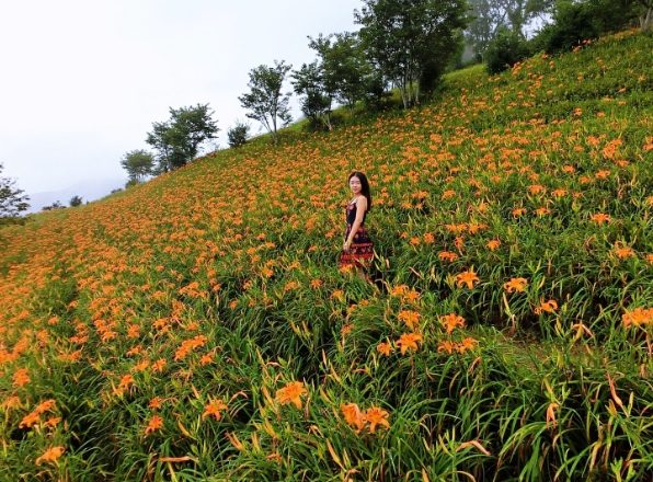 金針營養價值 金針營養價值