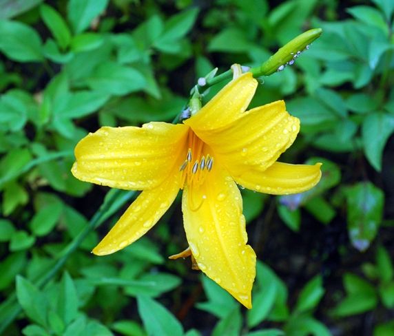 金針花中毒處理