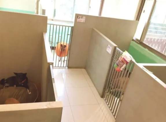 台中寵物旅館費用