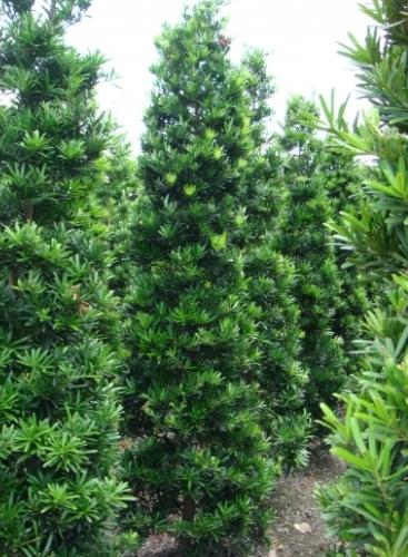 蘭嶼羅漢松日照需求