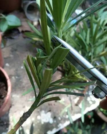 羅漢松嫁接方法