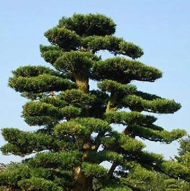 羅漢松園藝設計