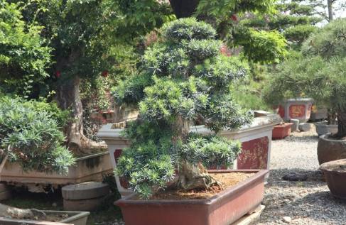 羅漢松冬季防寒 羅漢松冬季防寒