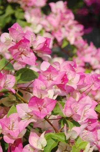 九重葛修剪技巧