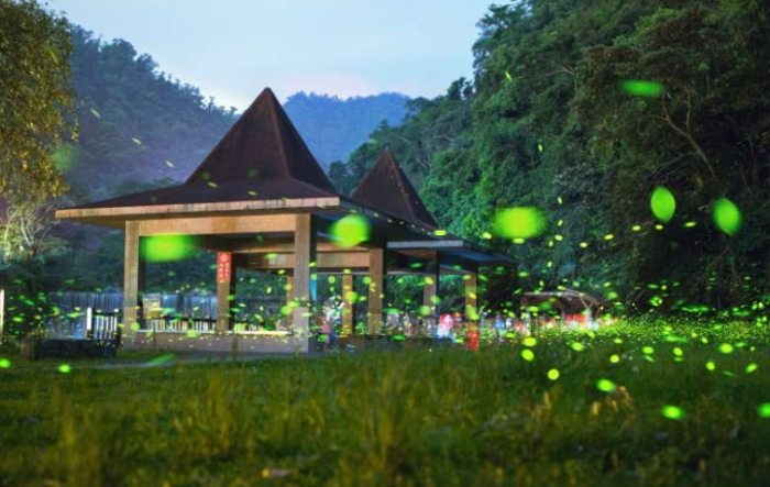 台灣螢火蟲季節