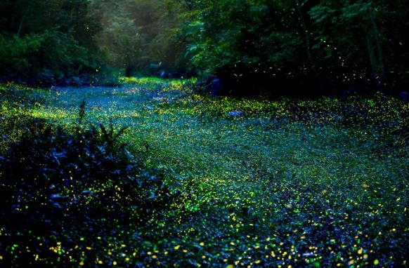 螢火蟲觀賞技巧 螢火蟲觀賞技巧