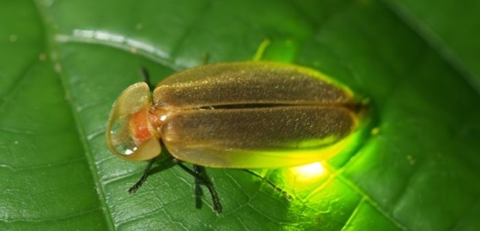 手機夜間攝影設定