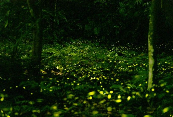 螢火蟲觀賞指南