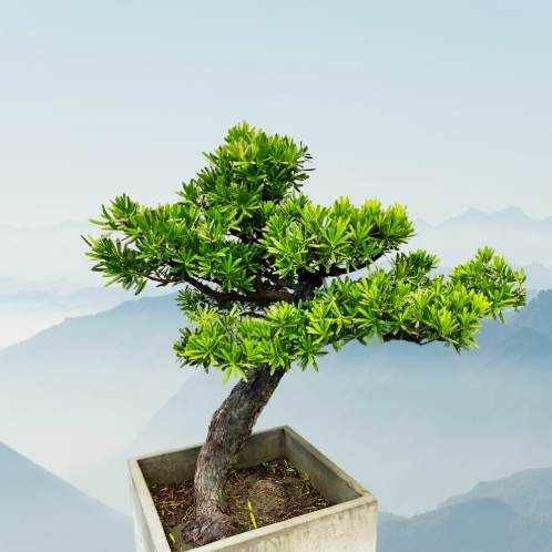 羅漢松陽光需求