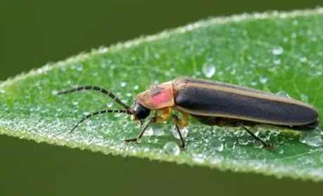 台灣螢火蟲季節 台灣螢火蟲季節