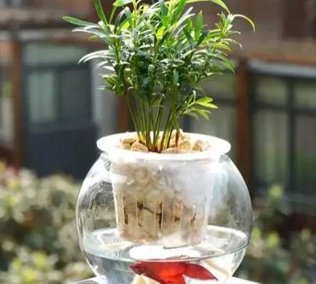 羅漢松繁殖方法