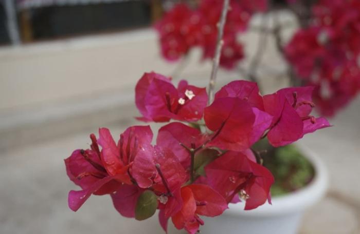 九重葛刺傷處理