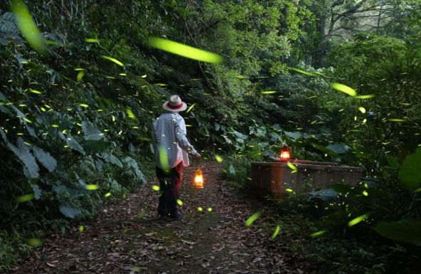 台灣螢火蟲季節 台灣螢火蟲季節