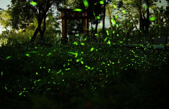 螢火蟲觀賞指南