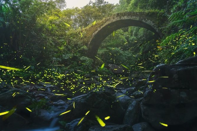 台灣螢火蟲景點