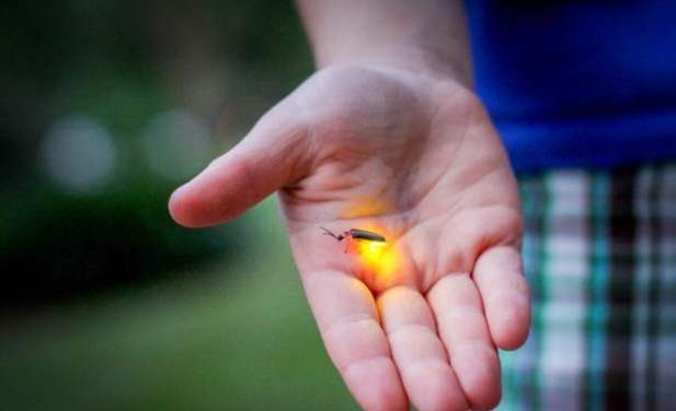 螢火蟲攝影技巧