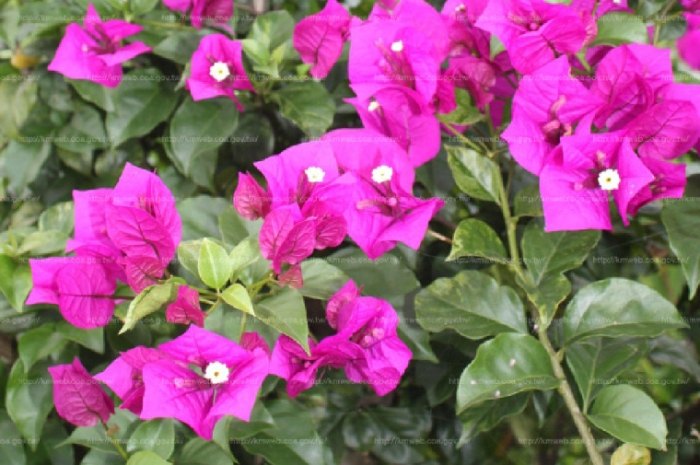 九重葛過敏症狀