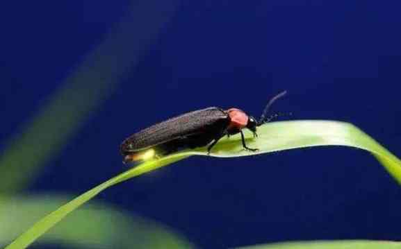 螢火蟲觀賞指南 螢火蟲觀賞指南