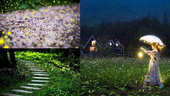 苗栗萤火虫季节