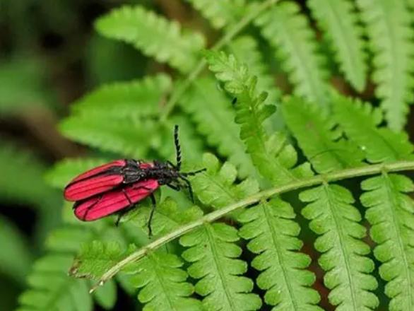 螢火蟲觀賞技巧 螢火蟲觀賞技巧