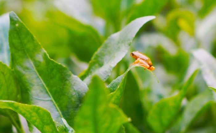 螢火蟲保護注意事項 螢火蟲保護注意事項