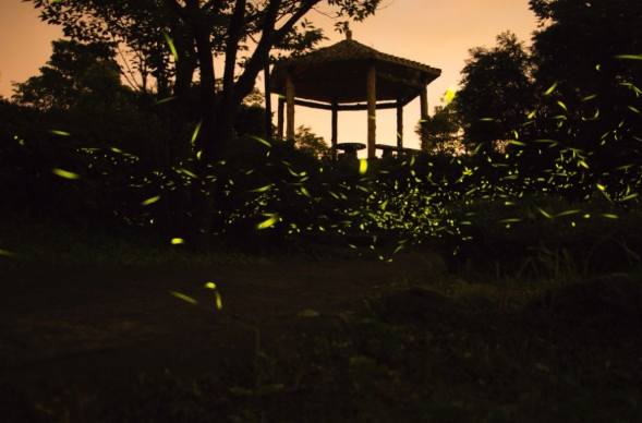 台灣螢火蟲季節 台灣螢火蟲季節